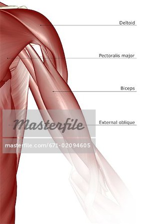 Les muscles de l'épaule et le bras