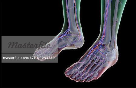 The blood supply of the feet