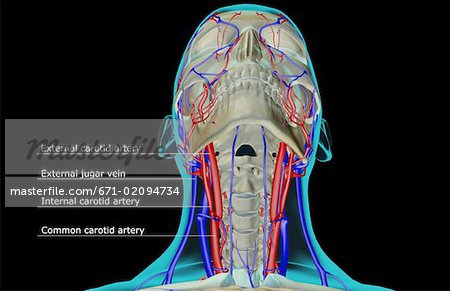 The blood supply of the head and neck