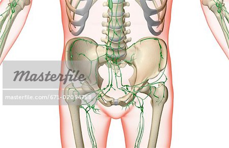 L'approvisionnement lymphatiques du bassin et des membres inférieurs