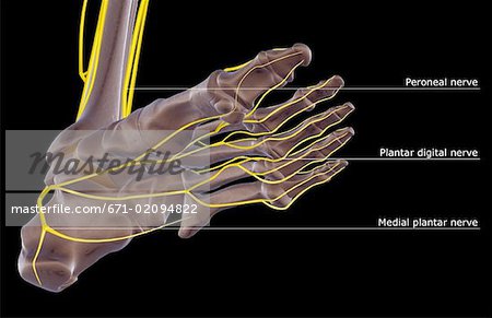 The nerves of the foot