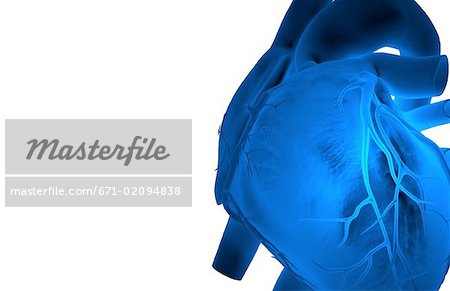 The coronary vessels of the heart