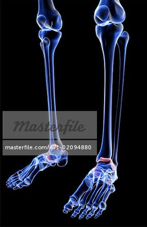 Die Knochen des Beines