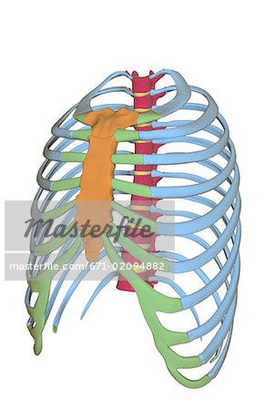 The thorax