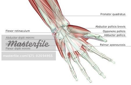 La muscucardiovasculaires de la main