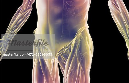 The muscles of the lower body