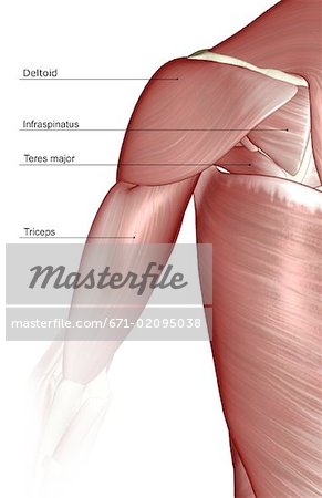 Les muscles de l'épaule