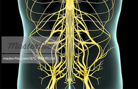 Die Nerven der unteren Rücken