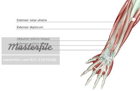 Musculoskeleton der Unterarm