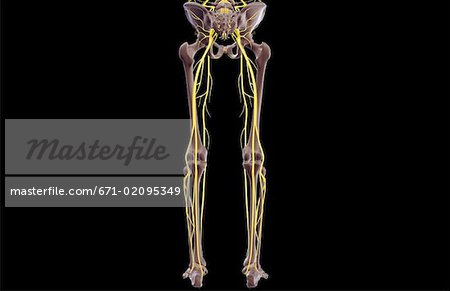 The nerves of the lower body