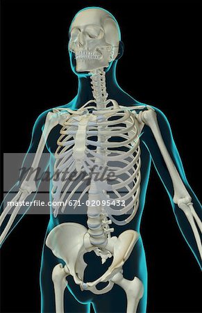 The bones of the upper body