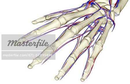 The blood supply of the hand