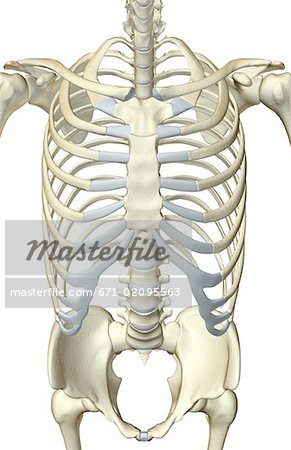 Die Knochen des Rumpfes