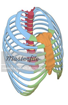 The thorax