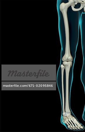 The bones of the lower limb