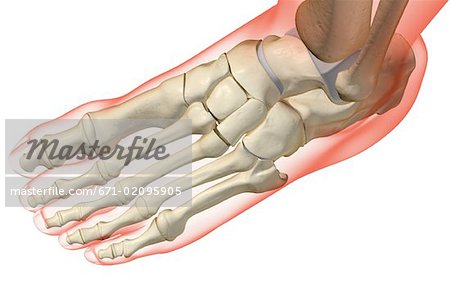 Die Knochen des Fußes