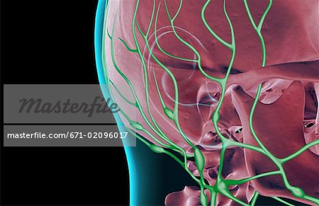 The lymph supply of the head