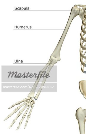 The bones of the upper limb