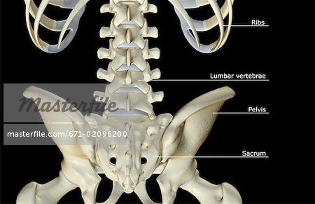 The bones of the lower back