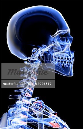 Die Knochen Von Kopf Hals Und Gesicht Stockbilder Masterfile Premium Rf Lizenzfrei Bildnummer 671