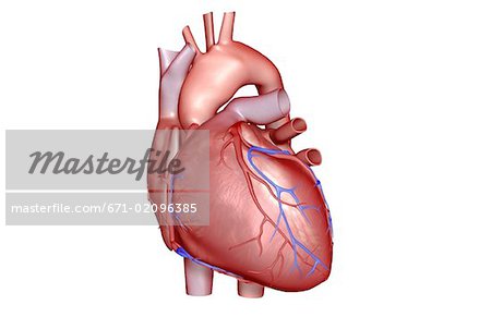 The coronary vessels of the heart