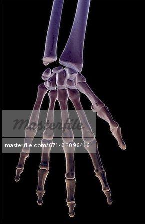 Die Knochen der hand