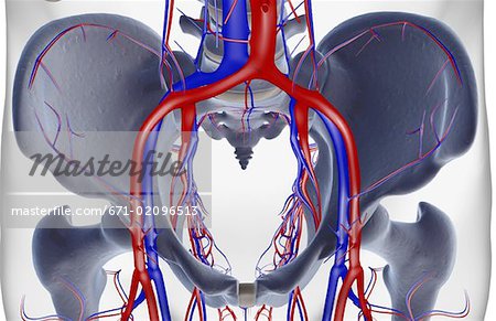 The blood supply of the pelvis