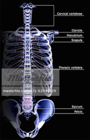 Thorax