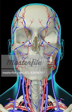 L'approvisionnement en sang de la tête, le cou et le visage