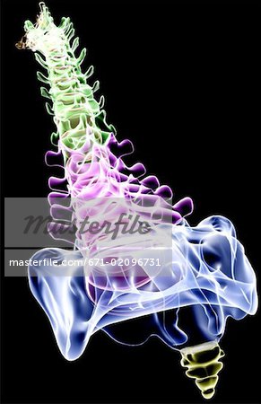 The vertebral column