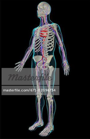 The vascular system