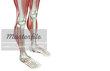 Musculoskeleton der Beine
