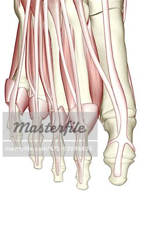 The muscles of the foot