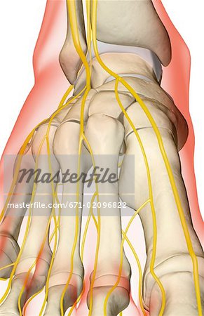 The nerves of the foot