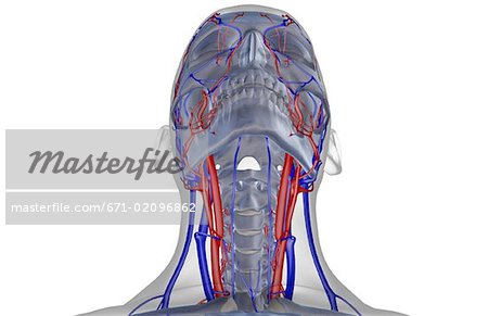 The blood supply of the head and neck