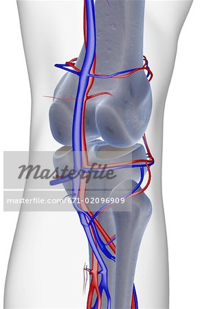 The blood supply of the knee