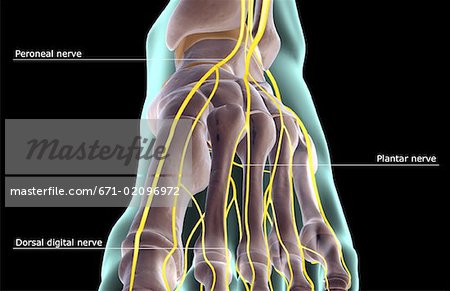 The nerves of the foot