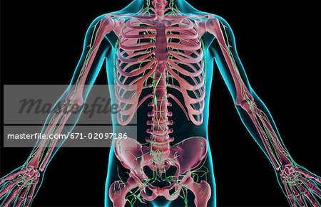 Die Lymphe Versorgung des Rumpfes