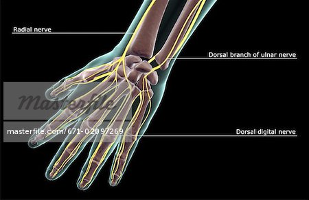 The nerves of the hand