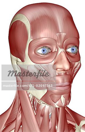 The muscles of the head and neck