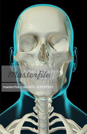The bones of the head, neck and face