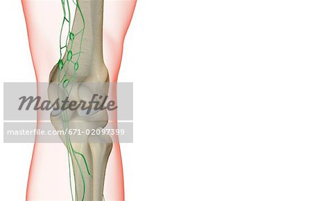 L'approvisionnement de la lymphe du genou