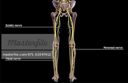 The nerves of the lower body