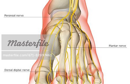 The nerves of the foot