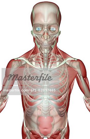 The musculoskeleton of the upper body