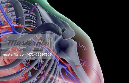 The blood supply of the shoulder