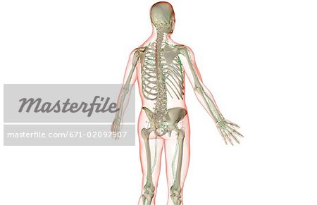 The lymph supply of the upper body