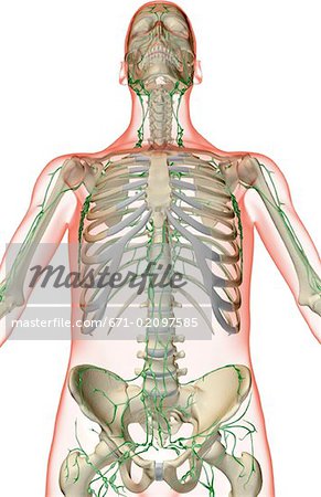 The lymph supply of the upper body