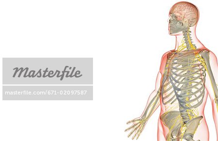 The nerve supply of the upper body