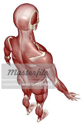 Le système musculaire